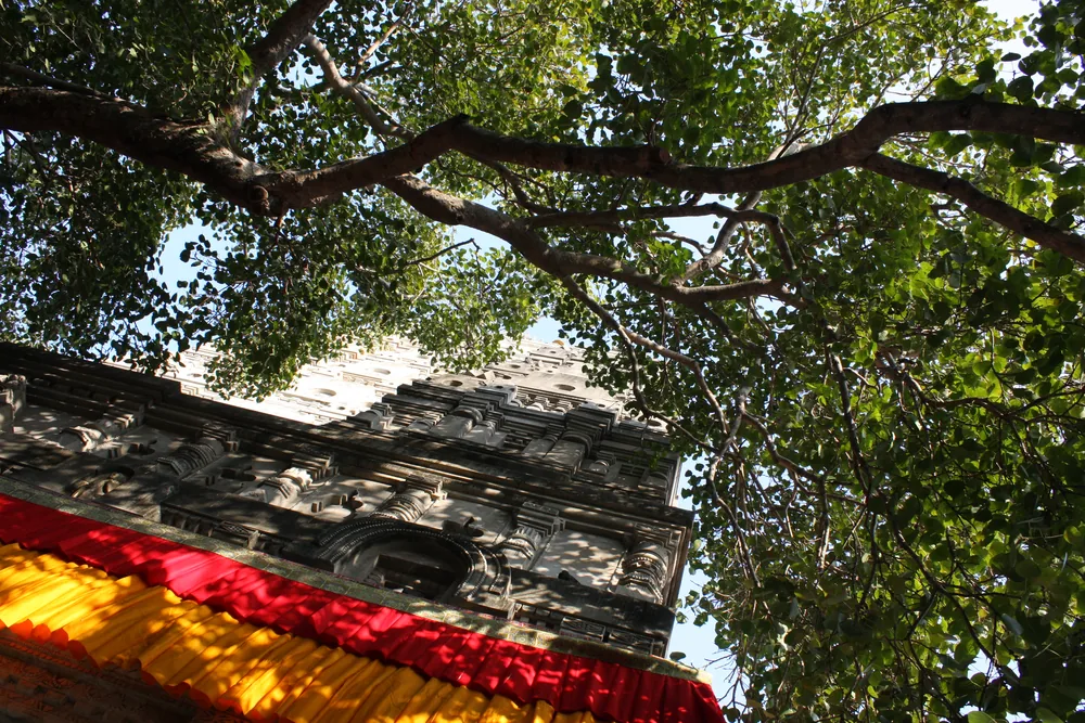Spreading branches of the Bodhi Tree beside the Mahabodhi Temple wall, with pilgrims seated beneath